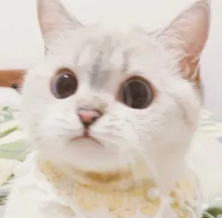 🥺 gato, animal, fofo, animal de estimação telegram sticker