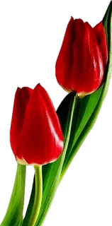 🌷 Tulpen, Blumen, Rot, Natur, Blumenmuster whatsapp sticker