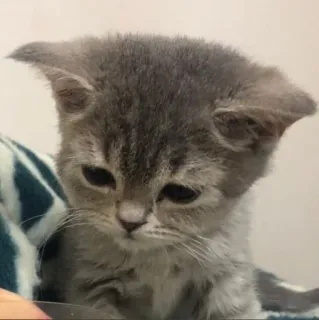 🤧 anak kucing, kucing, hewan, imut, hewan peliharaan whatsapp sticker