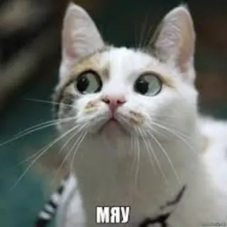 😶 МЯУ gatto, russo, miao, animale whatsapp sticker