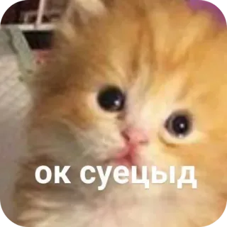 🐱 ок суецыд chat, mème, drôle, animal telegram sticker