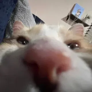 😂 猫, ペット, 動物, クローズアップ, 飼い猫, 面白い, ミーム whatsapp sticker