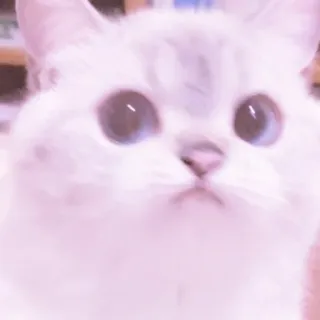 MEONG SOFT „ @KOOKFWAIRY telegram stickers