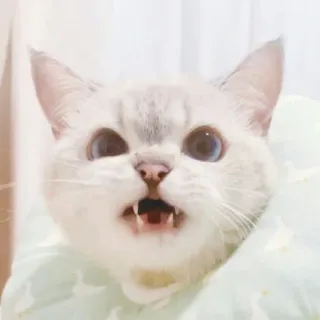 🐱 cat, animal, pet, cute, feline, domestic cat whatsapp sticker