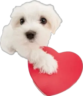 🫶 cane, cucciolo, cuore, amore, carino, animale telegram sticker