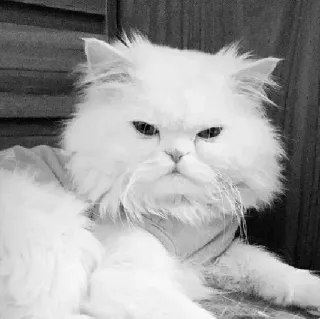 🖇 cat, white cat, persian cat, domestic cat, animal, feline, pet telegram sticker