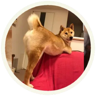 😡 perro, Shiba Inu, mascota, animal, lindo telegram sticker