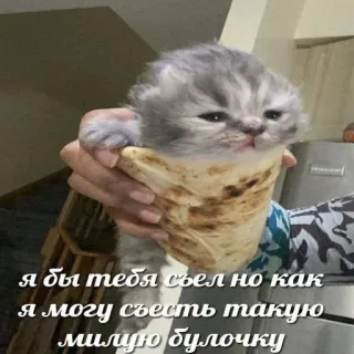 🥰 я бы тебя съел но как я могу съесть такую милую булочку kucing, anak kucing, hewan, peliharaan, imut, rusia, makanan, camilan telegram sticker