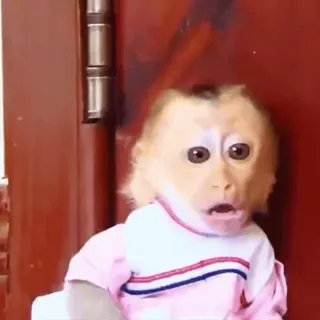 😱 monkey, animal, cute, ape, primate, funny, surprise whatsapp sticker