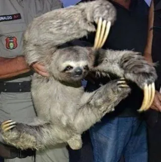 🕺 bradipo, animale, carino, fauna selvatica, mammifero, bradipo arboricolo telegram sticker