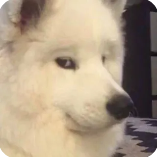 😏 dog, animal, white, portrait, pet, cute telegram sticker