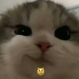 😼 cat, kitten, animal, pet, cute, emoji, suspicious whatsapp sticker