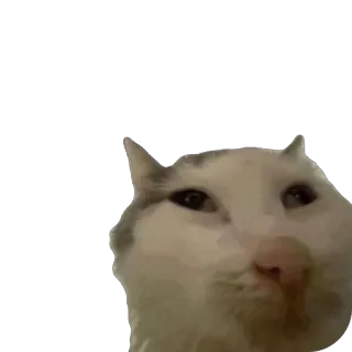 🫥 cat, animal, meme, pet telegram sticker