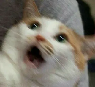 🎥 cat, shocked, surprised, meme, animal telegram sticker