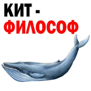 Whale @stickersb2b whatsapp stickers
