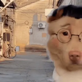 🧐 Hund, Brille, süß, Tier, Haustier, Porträt, Straße telegram sticker