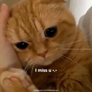 🥺 I miss u • • kucing, kangen, sedih, hewan, peliharaan, imut, meme telegram sticker