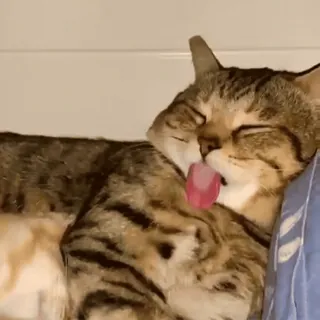 🧶 gato, lamiendo, aseo, mascota, animal doméstico, atigrado, felino whatsapp sticker