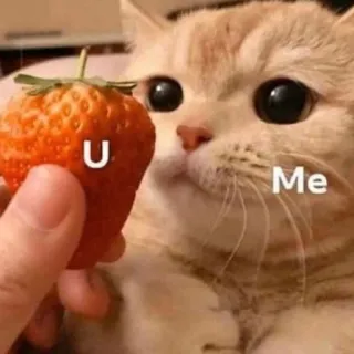 🍓 U Me gato, fresa, meme, lindo, relación telegram sticker