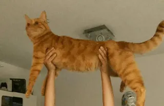 🐱 gato, gato laranja, animal de estimação, animal, segurando gato, gato doméstico telegram sticker