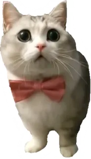 🎀 kat, kitten, huisdier, dier, vlinderdas, schattig telegram sticker