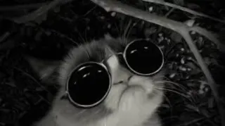 😎 cat, sunglasses, cool, pet, animal telegram sticker