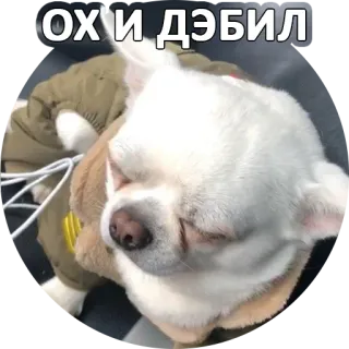 🤬 Ох и дэбил cane, russo, idiota, chihuahua, carino, animale, animale domestico whatsapp sticker
