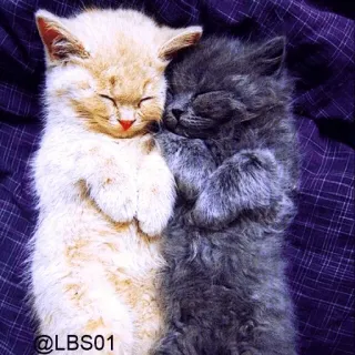 😍 @LBS01 cats, kittens, sleeping, cute, pets, animal, fluffy, plaid whatsapp sticker