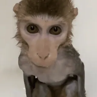 🐵 обезьяна, животное, млекопитающее, примат, милый telegram sticker