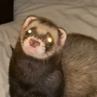 🤩 fret, huisdier, dier, schattig, gedomesticeerd, zoogdier telegram sticker