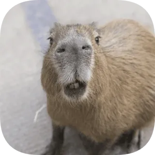 😲 capybara telegram sticker