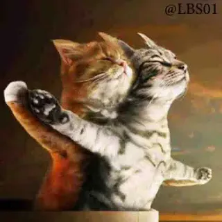 💛 Titanic @LBS01 gato, gatos, animal, animales, mascota, mascotas, Titanic, meme whatsapp sticker