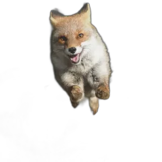 🕊 fox, animal, wildlife, mammal, running, nature telegram sticker