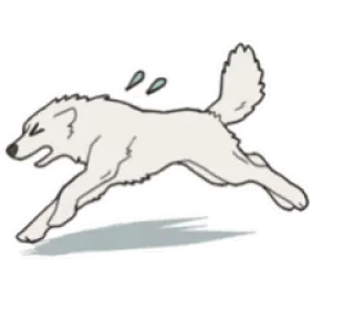 🏃 serigala, berlari, hewan, stiker, serigala putih telegram sticker