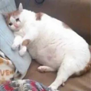😏 кот, грустный, мем, животное, питомец, милый, смешной telegram sticker