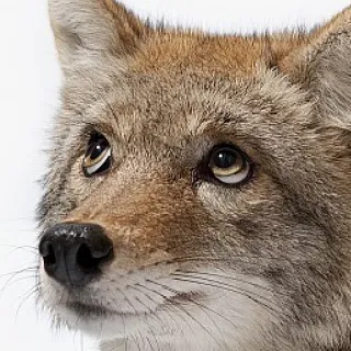 👀 coyote, animal, wildlife, mammal, canine telegram sticker