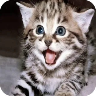 🐱 kätzchen, katze, tier, süß, haustier, katzenartig telegram sticker