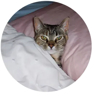 😠 gato, mascota, animal, cama, dormir, almohada telegram sticker