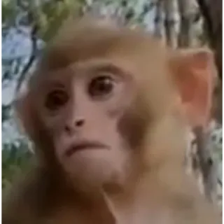 😦 aap, dier, primaat, wildlife, natuur whatsapp sticker