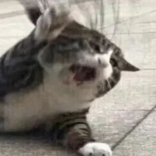 😫 고양이, 동물, 애완동물, 웃긴, 귀여운, 고양이과, 가정 telegram sticker