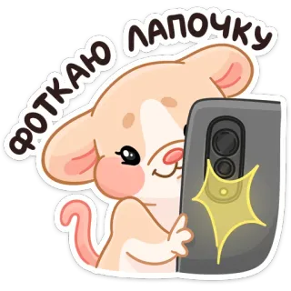 📷 ФОТКАЮ ЛАПОЧКУ souris, selfie, animal, mignon telegram sticker