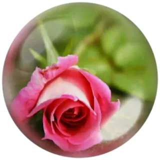 🌼 Rose, Blume, Rosa, Blumenmuster, Natur, Pflanze whatsapp sticker