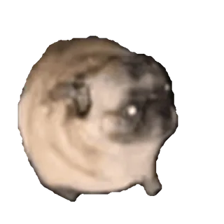 🐶