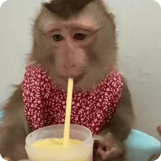 🪷 mono, animal, bebiendo, lindo, primate, mamífero whatsapp sticker