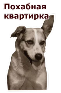 😉 Похабная квартирка cane, animale, animale domestico, testo, russo telegram sticker