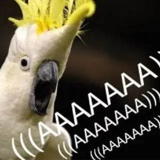 😲 (((AAAAAAA
(((AAAAAAA)))
(((AAAAAAA) cacatoès, oiseau, perroquet, cri, animaux, mème telegram sticker