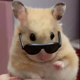 😎 ハムスター, サングラス, 可愛い, 動物, げっ歯類, かっこいい, ペット, 面白い telegram sticker