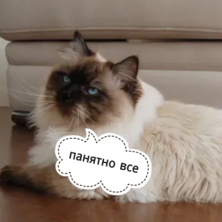 😓 понятно все gatto, gatto ragdoll, animale domestico, russo whatsapp sticker