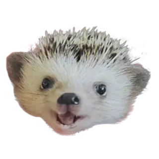 😀 hedgehog, animal, cute, mammal, pet, wildlife telegram sticker