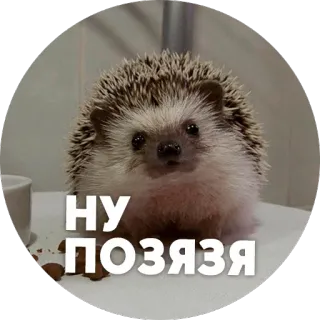 😣 НУ ПОЗЯЗЯ hérisson, mignon, animal, animal de compagnie telegram sticker